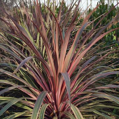 Cordyline 'Can Can'